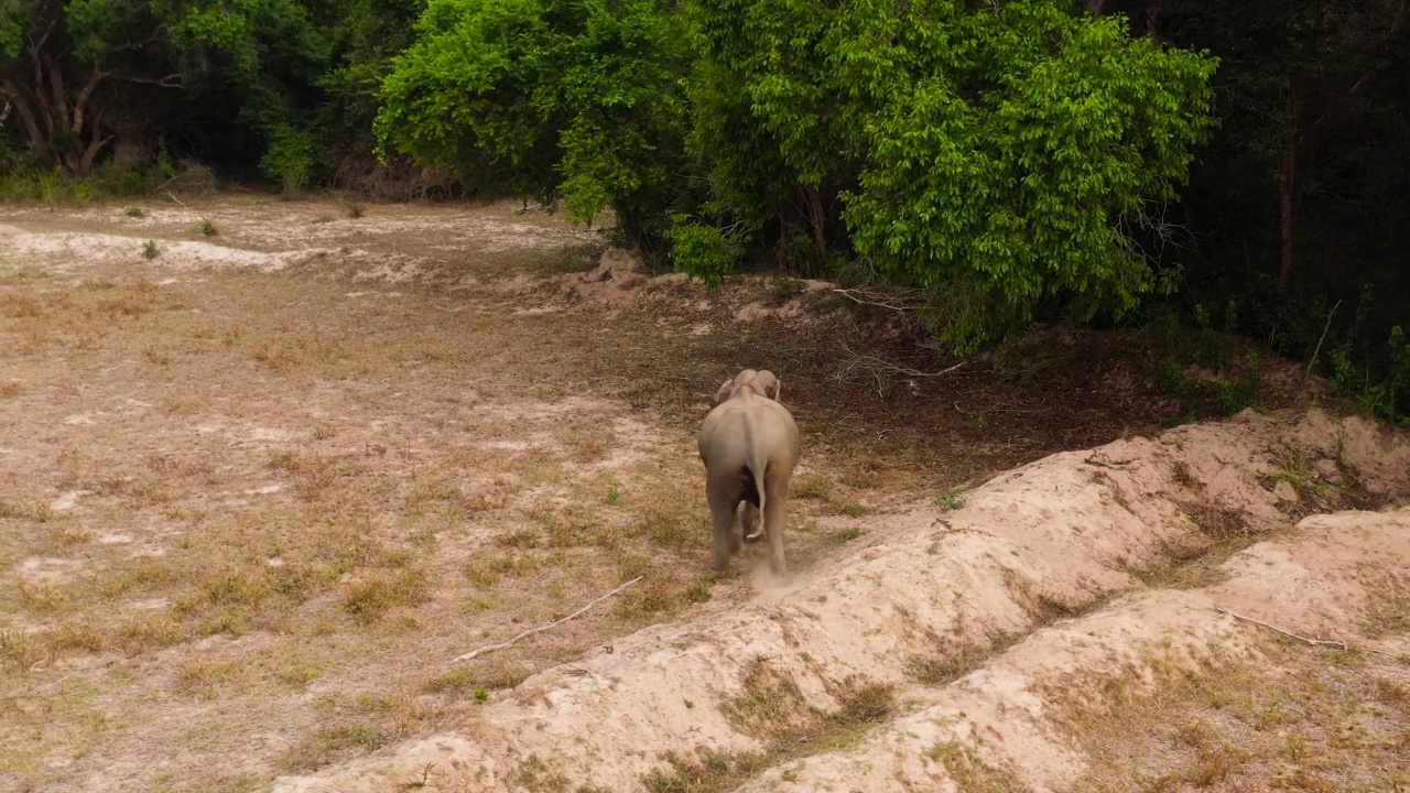 斯里兰卡自然保护区里的大象。视频素材