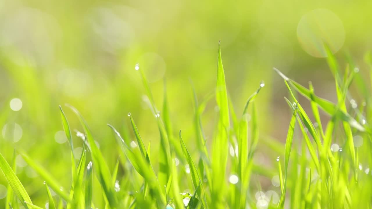 雨点落在青草上。夏天或春天的自然背景与绿色的草。视频素材