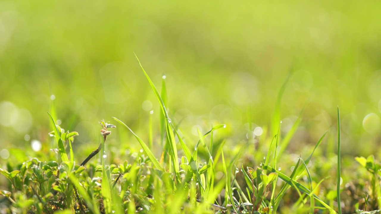 新鲜的晨露滴在充满活力的绿色草地上，阳光照耀着。放松,浪漫的背景。视频素材