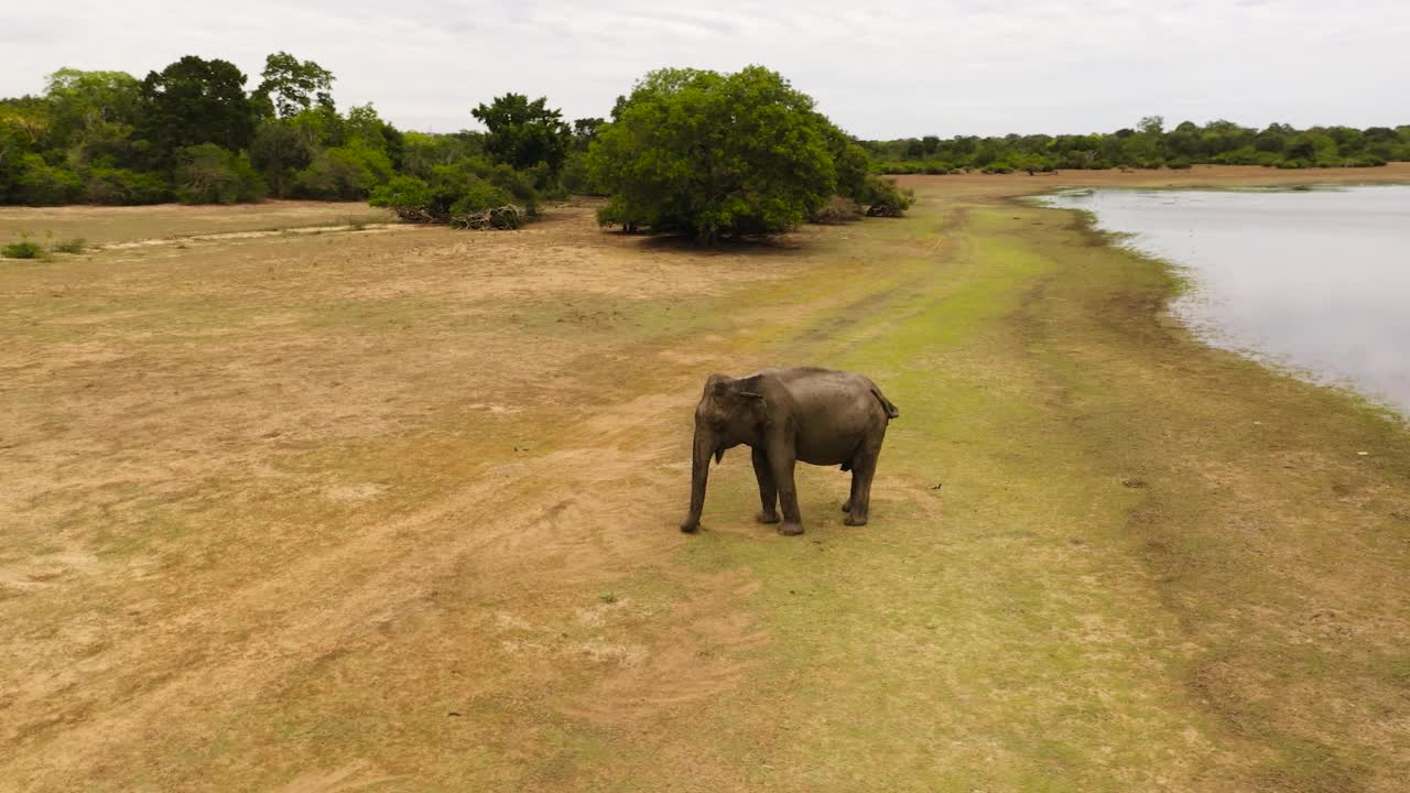 大象在它的自然环境。斯里兰卡。视频素材