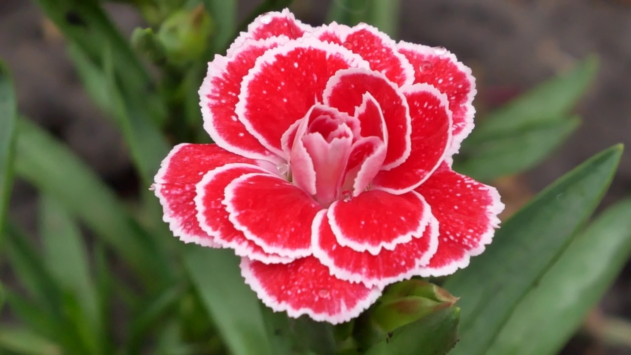 高山粉红的康乃馨在花园里绽放。耐寒芳香园林植物视频素材