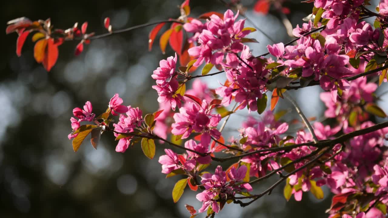树枝上的樱花在风中摇曳。视频素材