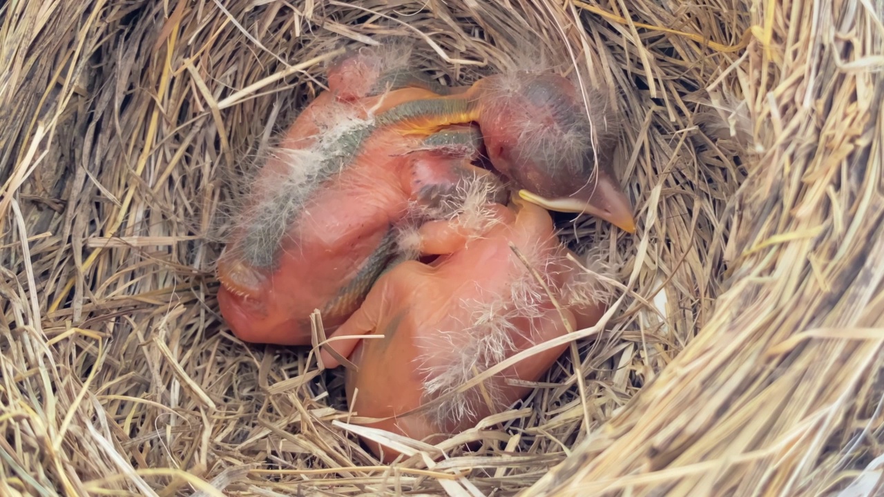 一对刚出生的美国知更鸟宝宝在巢里。视频素材