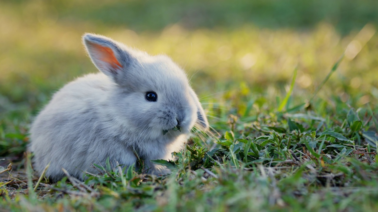 可爱的小兔子霍兰德在户外吃着新鲜的草视频下载