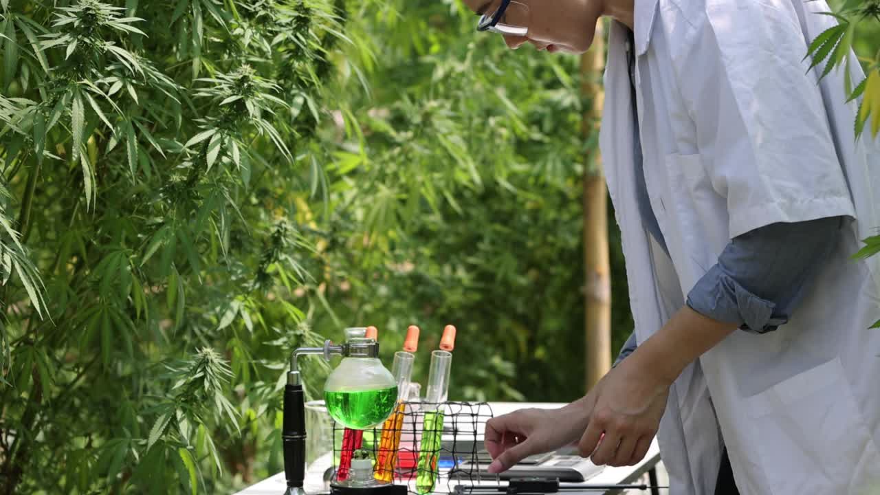 分析和研究大麻油提取物，草药替代药物的概念，大麻cbd，制药工业。视频素材