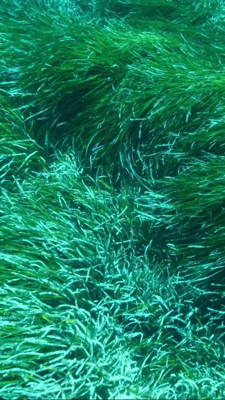 垂直视频:阳光下浓密的绿色海草波西多尼亚的特写。镜头向前移动的绿色海草地中海绦草或海神草(波西多尼亚)慢动作视频购买