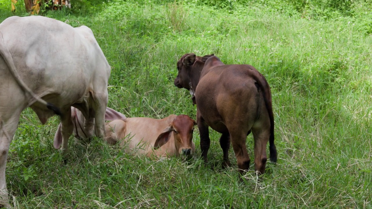 田野里的母牛和小牛视频下载