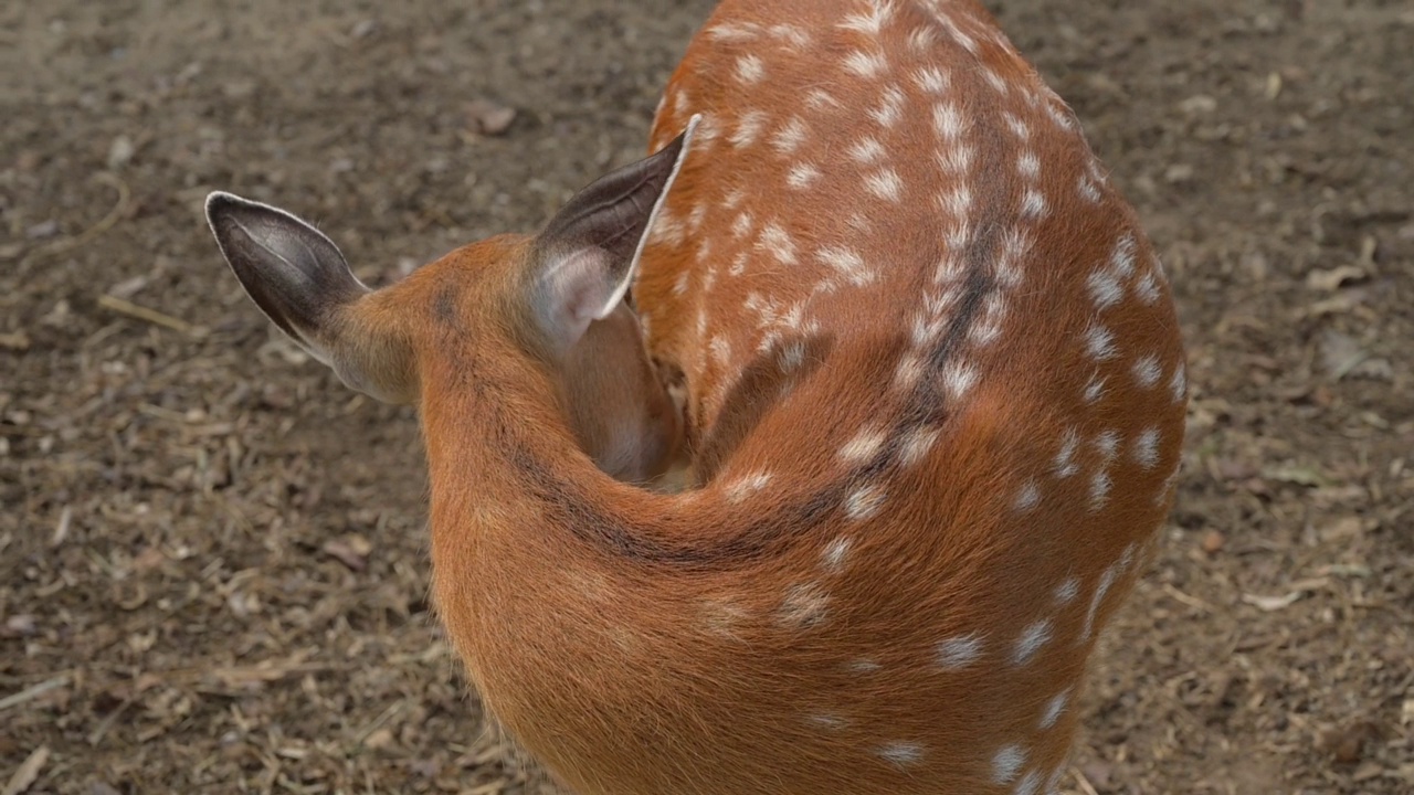 慢镜头，野生动物鹿的本能视频素材