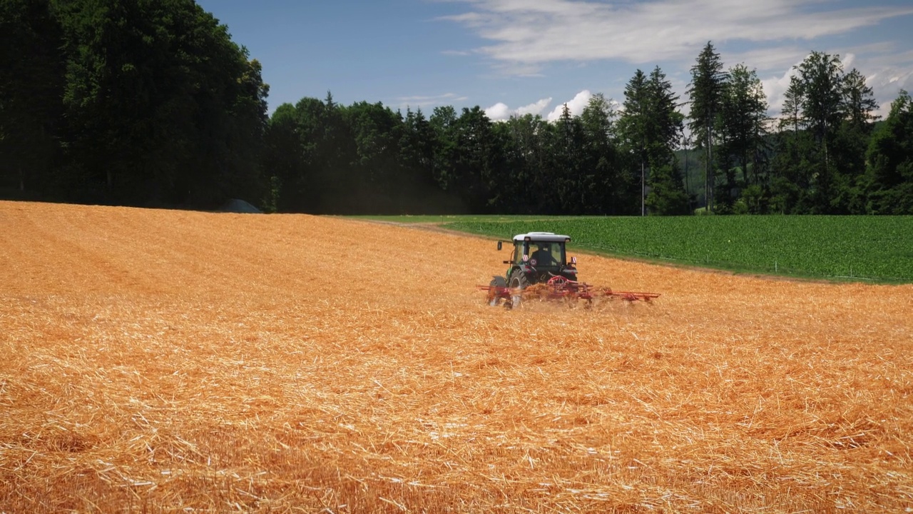 联合农业机器收获金黄成熟的麦田。收获视频素材