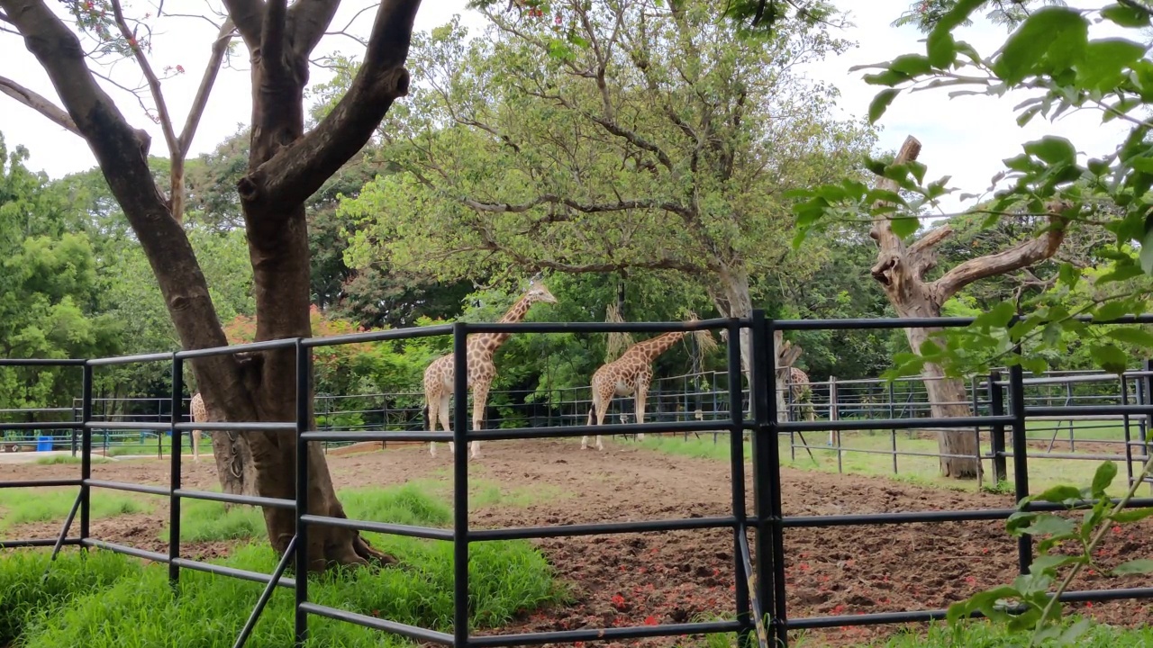 两只长颈鹿在动物园里，风景很美视频下载