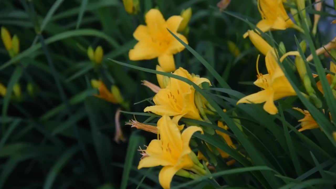 黄色的黄花菜在夏日花园的风中绽放视频下载