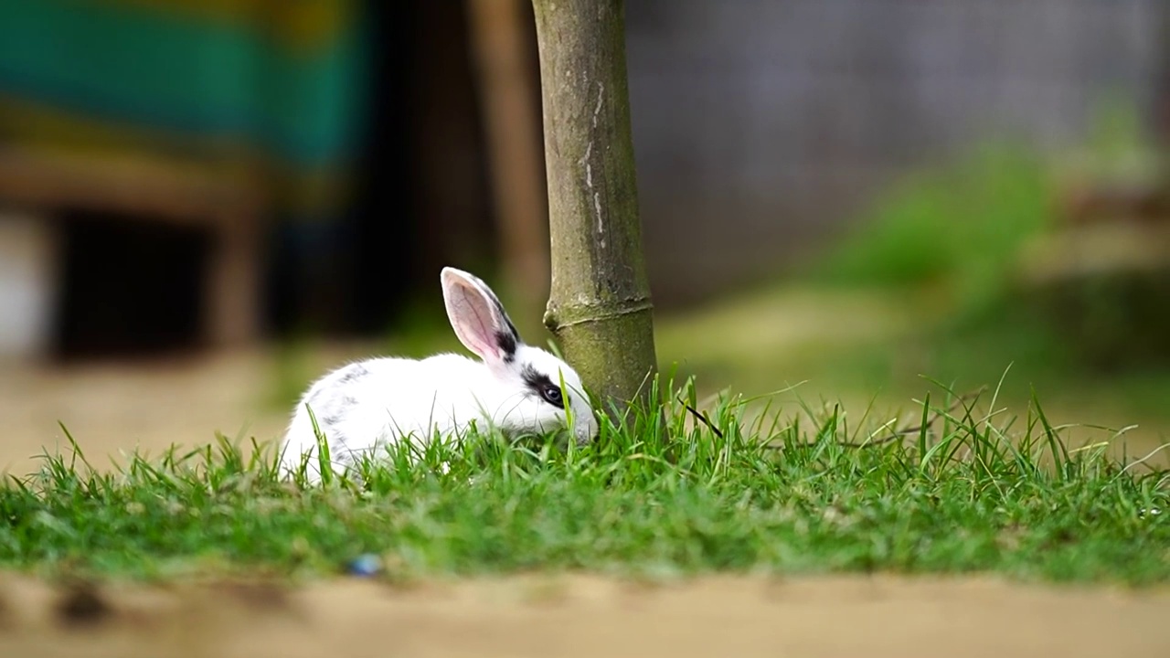 可爱的小白兔吃草户外高清镜头视频素材