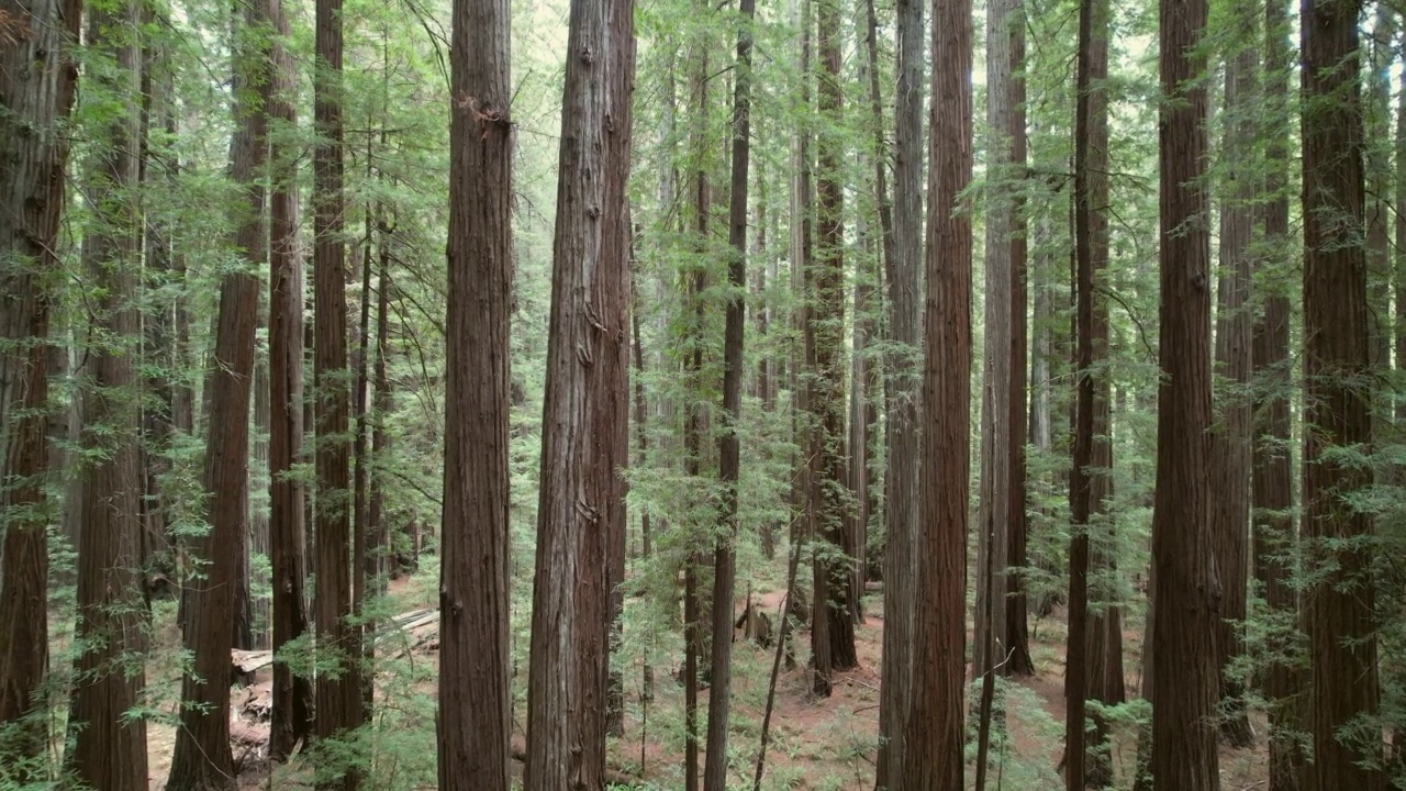 美丽的古老红杉森林附近的新月市，加利福尼亚州视频下载