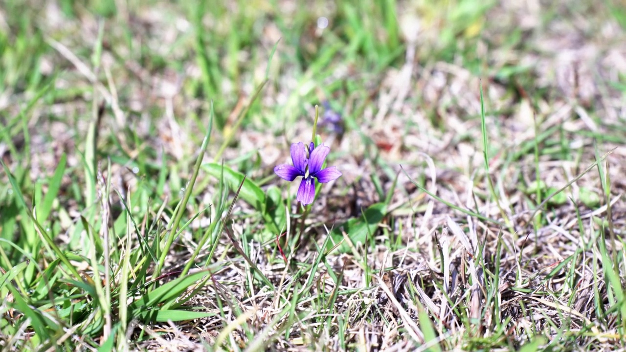 可爱的紫色紫罗兰花在你的脚边绽放视频下载