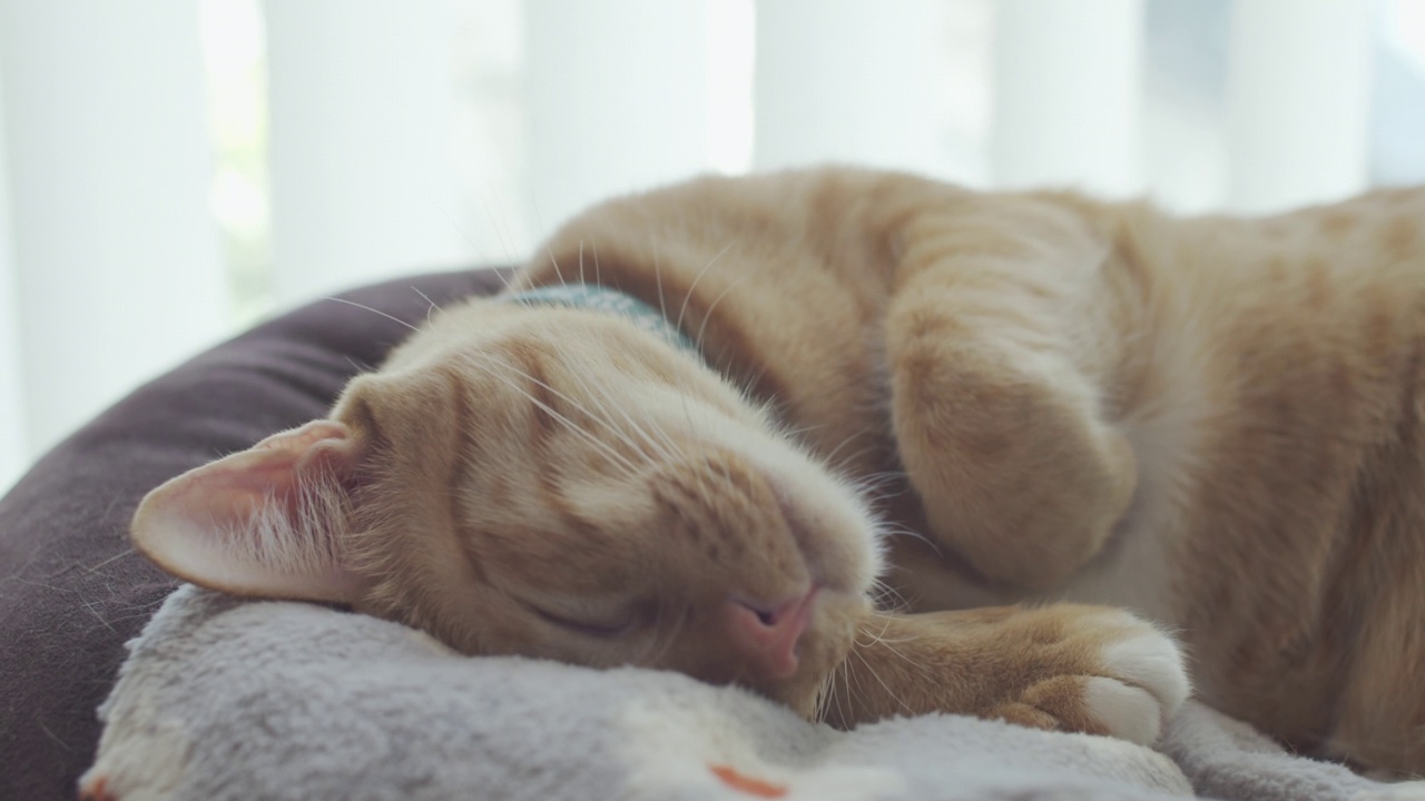 可爱的虎斑猫睡在幸福猫主人的枕头上。快乐宠物的概念。视频下载