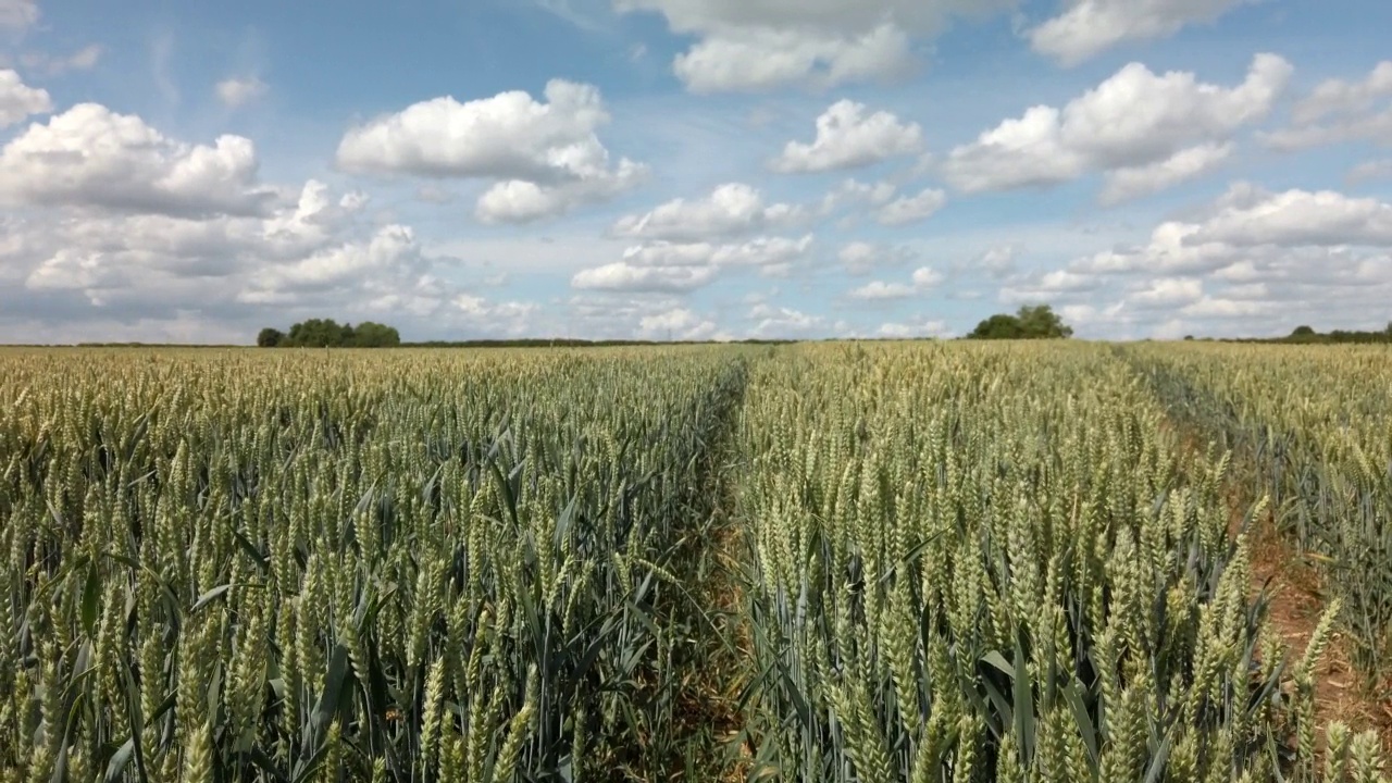 小麦在夏日的阳光下成熟。视频下载