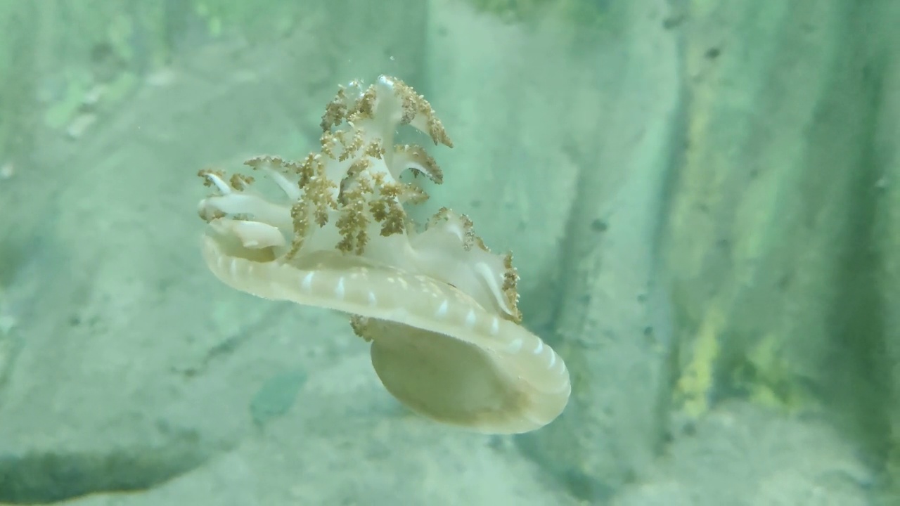水母的运动和海水母通过水的特写镜头视频下载