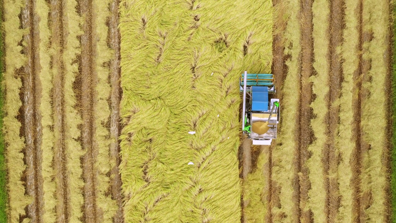 无人机拍摄的拖拉机在收获田里收割水稻的画面。视频素材