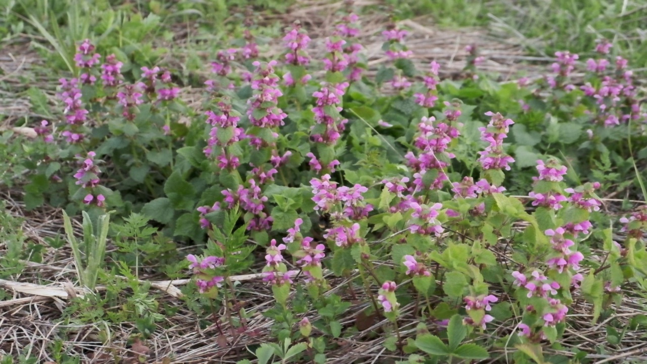 大黄蜂在粉色花朵上采集花蜜，慢镜头视频素材