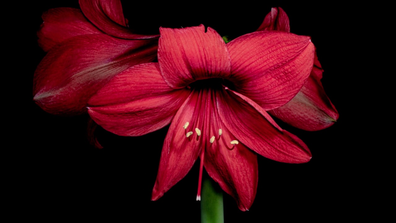 红色的孤挺花蓓蕾在黑色背景的时间流逝中开放。完美的春天植物希帕胡在一段时间内快速成长。完美的室内植物视频素材