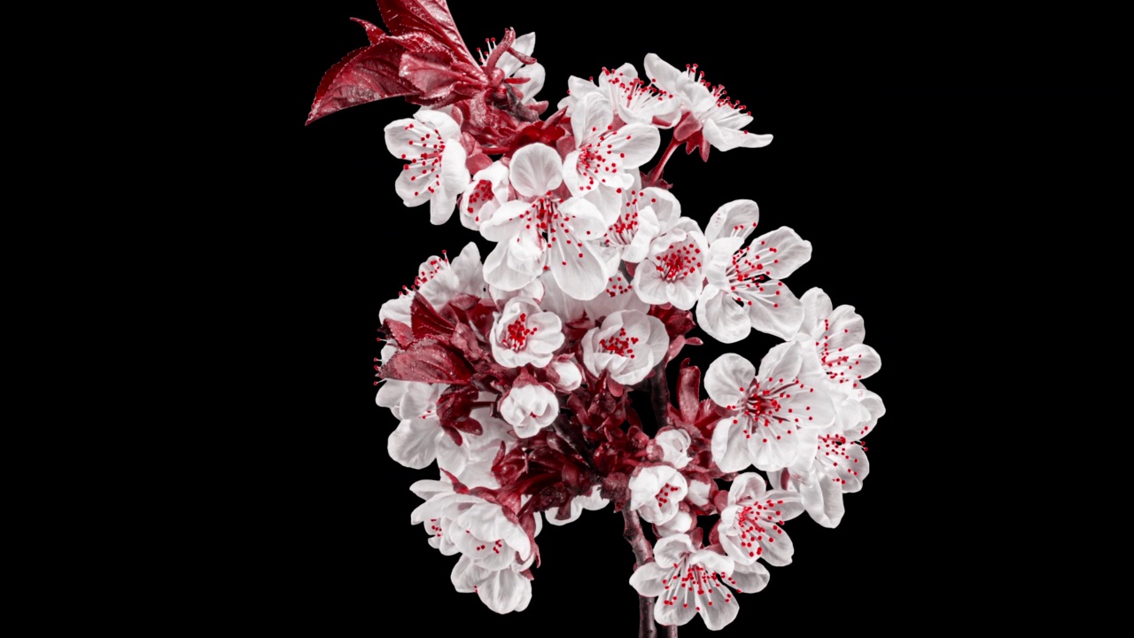 白色的樱花盛开在樱桃树枝上，红色的叶子。创造性的时间推移视频盛开的白色花瓣的樱花在黑色的背景视频下载
