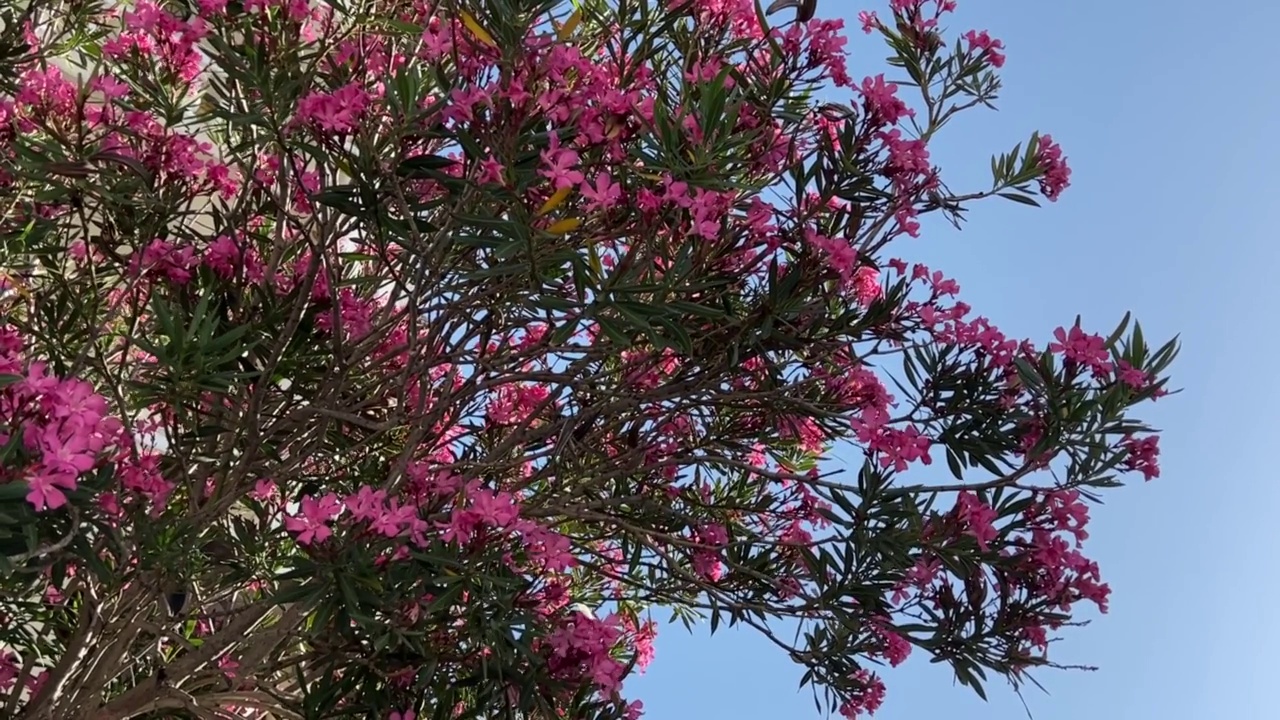 粉红色的夹竹桃杜鹃花映衬着夏日蔚蓝的天空。美丽的夹竹桃在热带花园映衬着蔚蓝的天空。视频素材