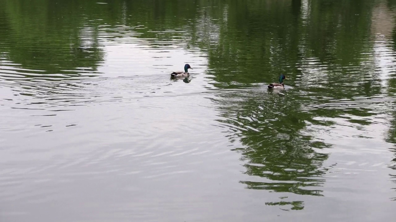 夏天鸭子在湖上安静地游泳。4 k的决议视频下载