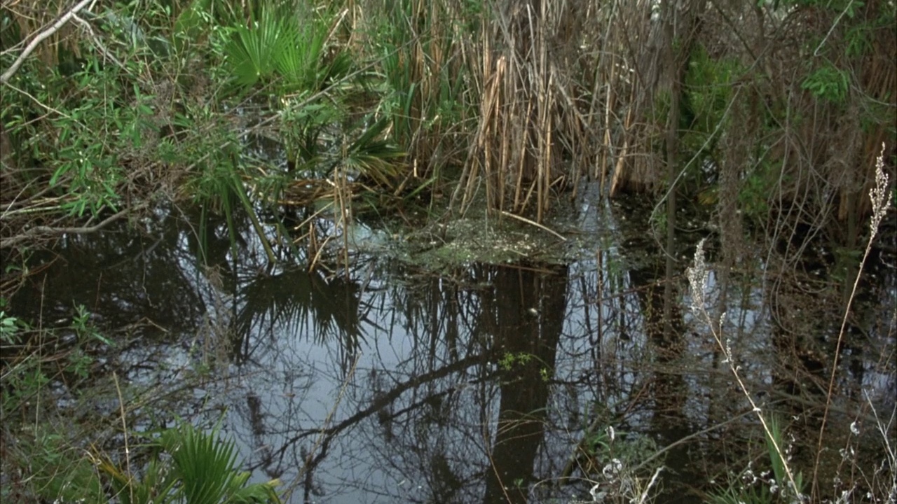 沼泽中死水角度适中。可能大沼泽地。看到树枝和其他碎片漂浮在水中。看到右边棕色的树枝。看水中树木的倒影视频素材