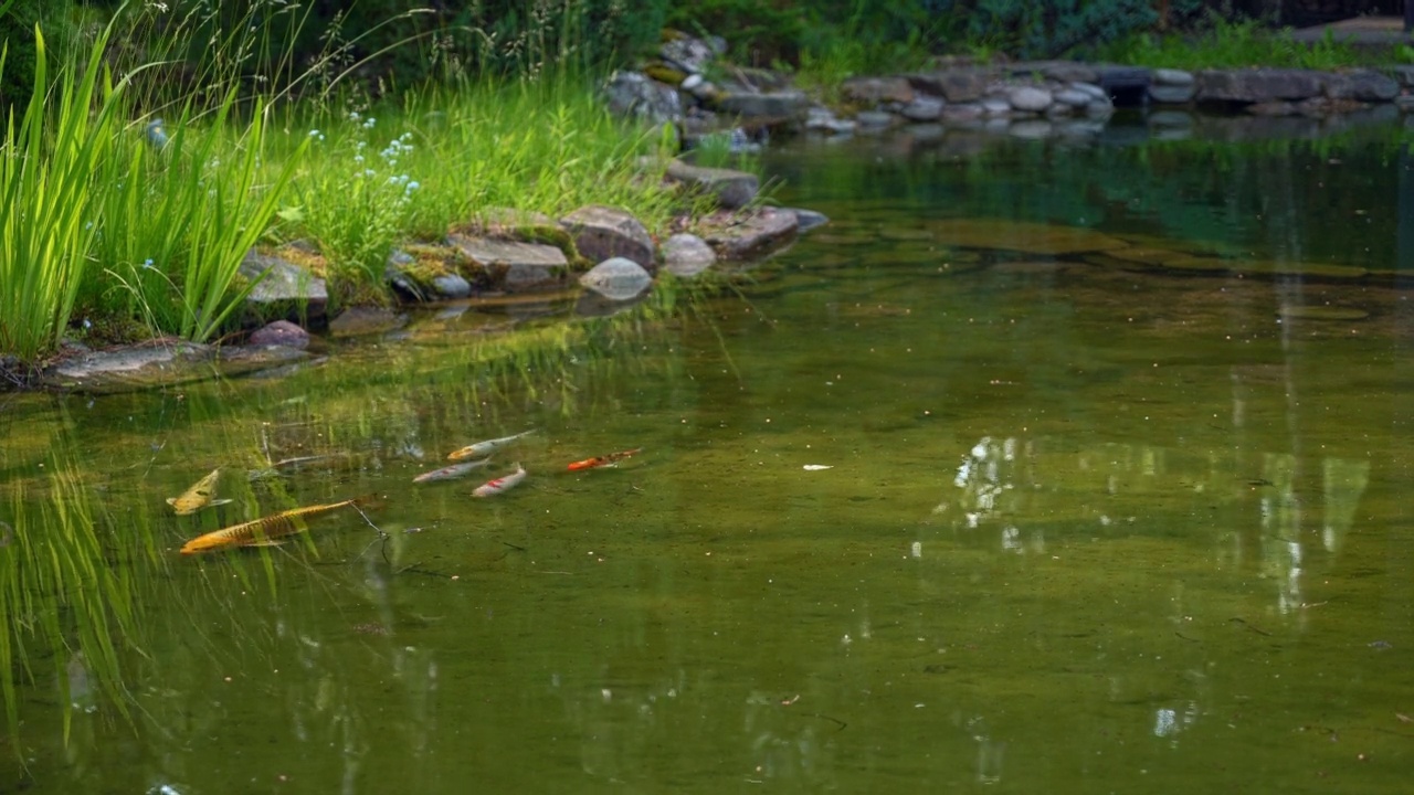 锦鲤或鲤鱼在后院的池塘里游泳。美丽平静的锦鲤在清澈的人工池塘中畅游。视频下载