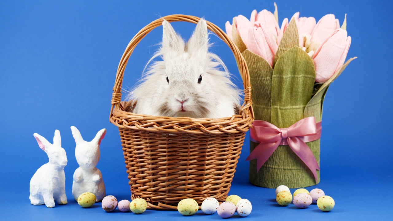 装饰家兔坐在蓝色背景的篮子里。可爱的小兔子四处张望。健康的动物和宠物概念。用糖果和鲜花装饰复活节视频下载