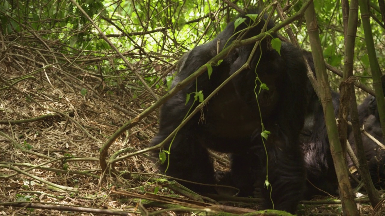 卢旺达，一只雄性大猩猩从灌木丛中爬出来。视频下载