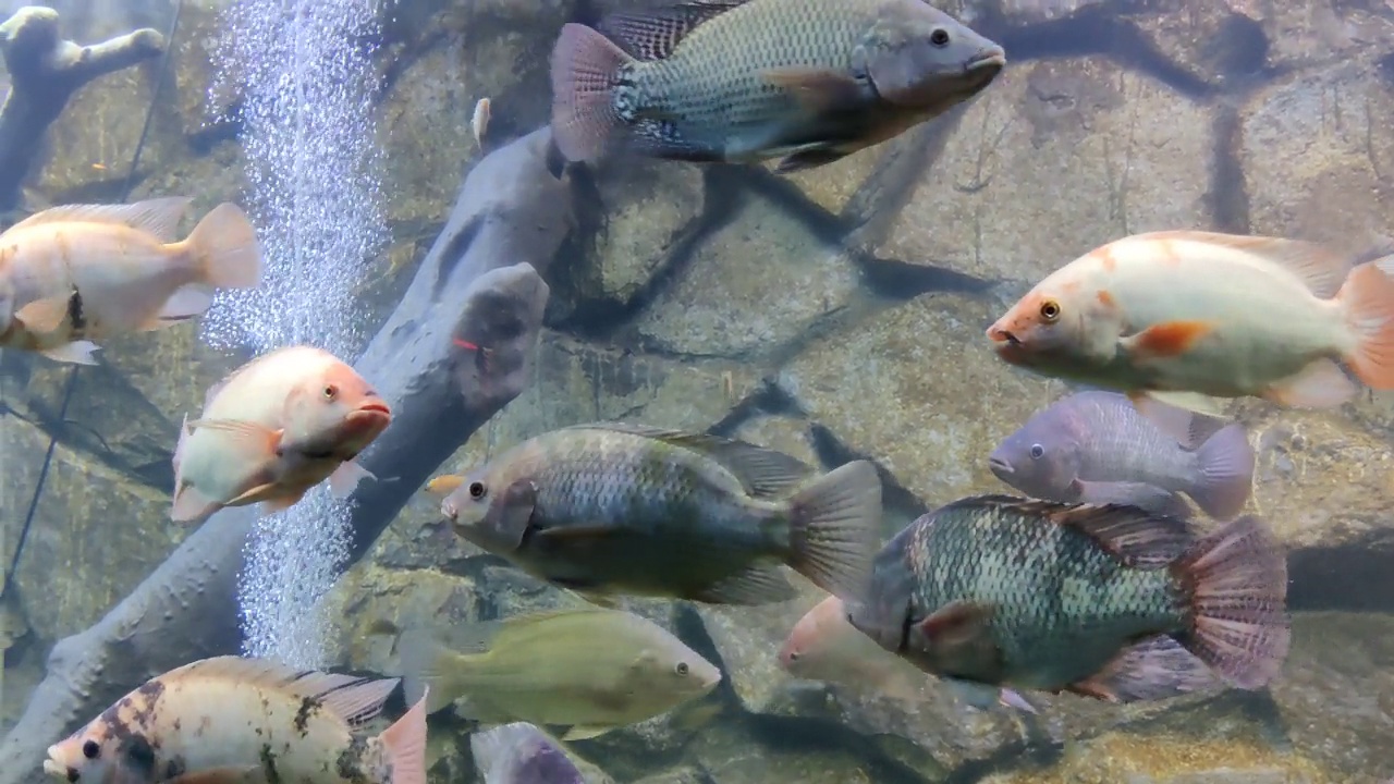大型水族箱中观赏鱼的运动视频下载