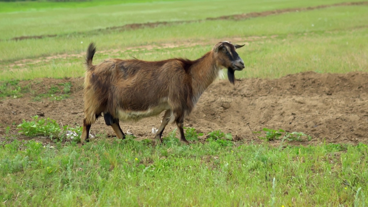 美丽的山羊在绿色的田野里吃草。山羊在田野里吃草。视频素材
