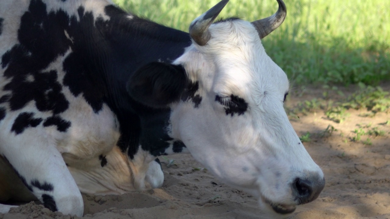 一只黑白相间的奶牛躺在草地上，苍蝇飞进了眼睛，一只自制的有角的动物躺在牧场上，牛在自由的框架里视频下载