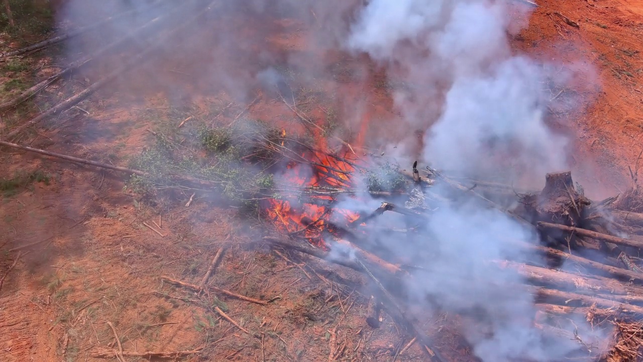 由于一场森林大火，地面上的树木被烧毁，造成了生态灾难视频素材