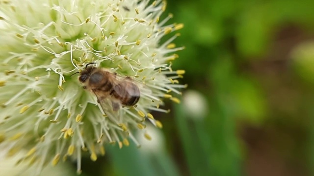蜜蜂的生活。一只蜜蜂在花上收集花粉。视频视频下载