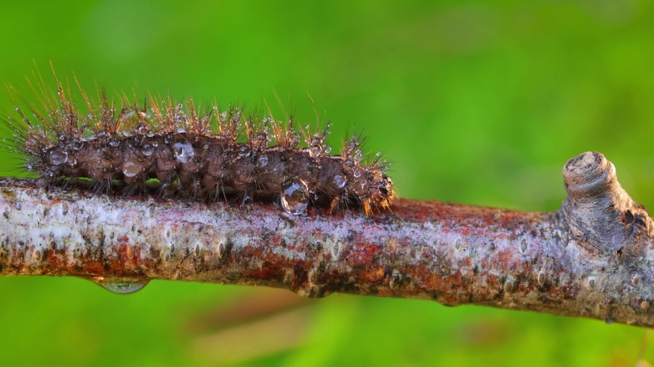 绿皮毛虫也有红宝石虎。一只毛毛虫沿着绿色背景上的树枝爬行。视频素材