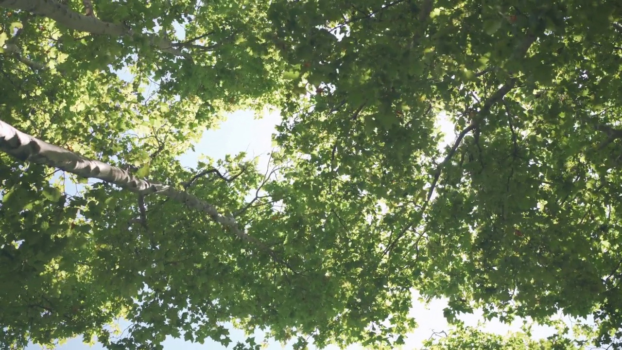 阳光和新鲜的绿叶在森林的树冠上视频素材