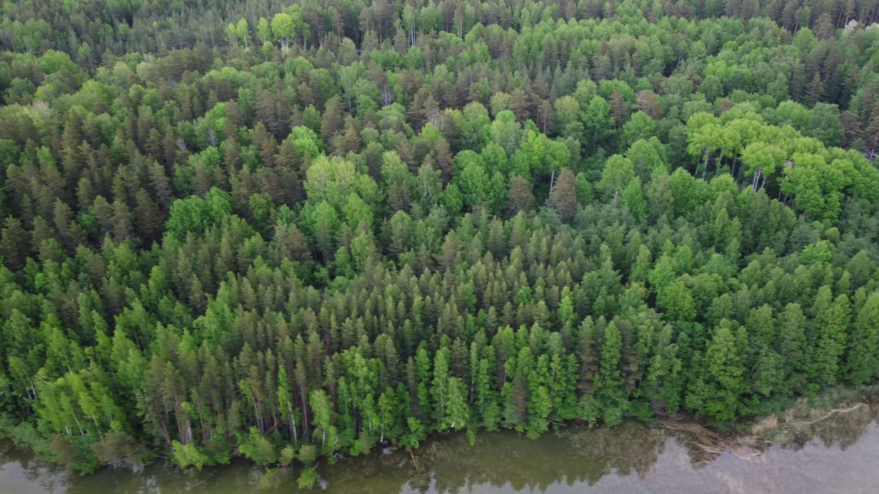 俄罗斯Petrozavodsk附近的Karelian湖泊和森林视频下载