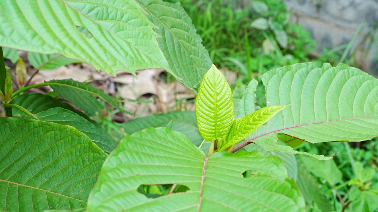 克拉托姆或米特拉吉纳的幼叶。这种植物是亚洲的草药。视频下载