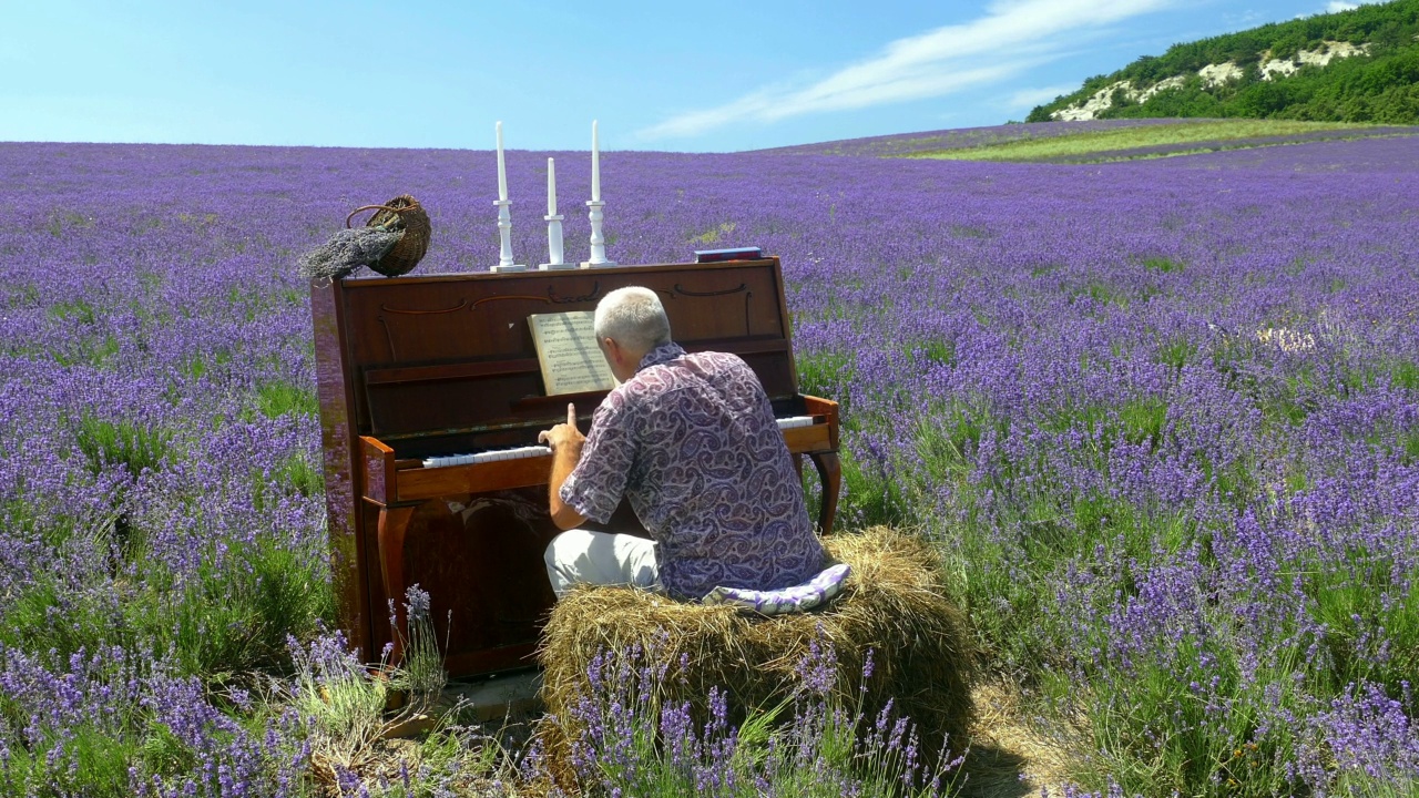 一个男人在薰衣草地里弹钢琴视频下载
