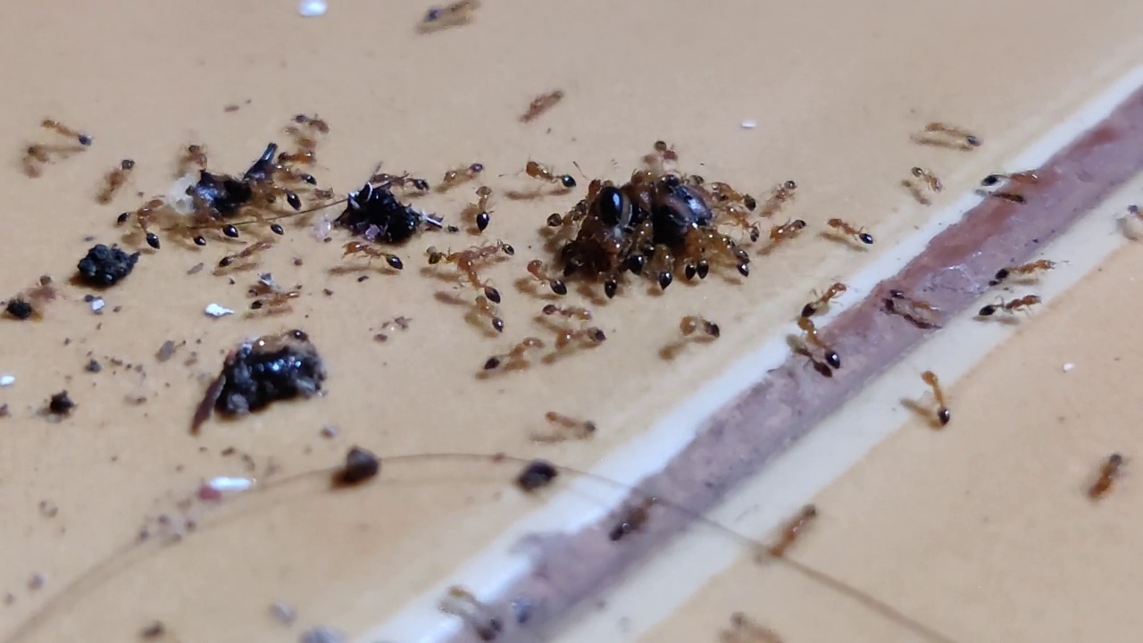 小蚂蚁吃昆虫肉的延时拍摄视频下载