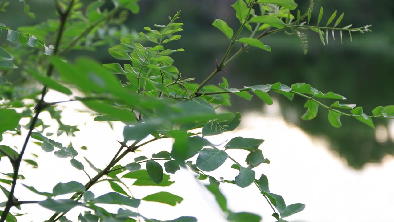 湖边的树枝上挂满了绿叶。作为背景。4 k的决议视频下载