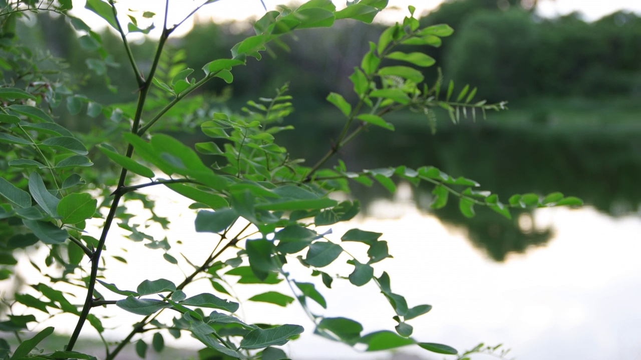 夏日里，树枝上的绿叶映着湖面。作为背景。4 k的决议视频下载