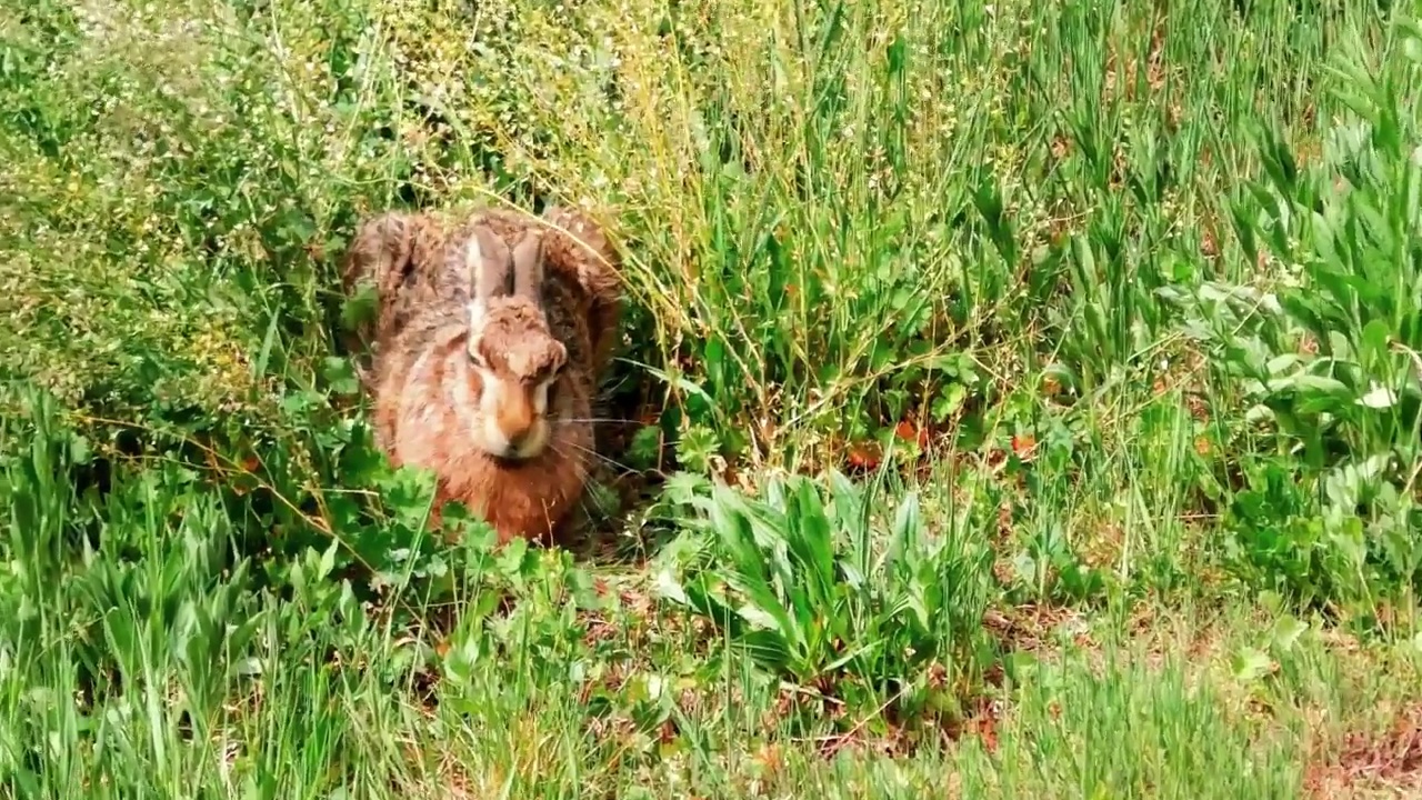 欧洲野兔坐在草地上，Lepus Europaeus视频素材