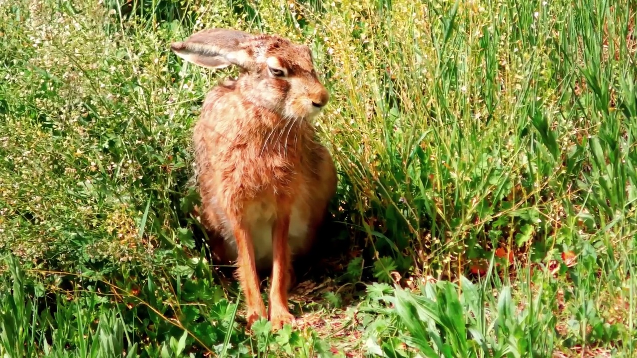 欧洲野兔坐在草地上，Lepus Europaeus视频素材