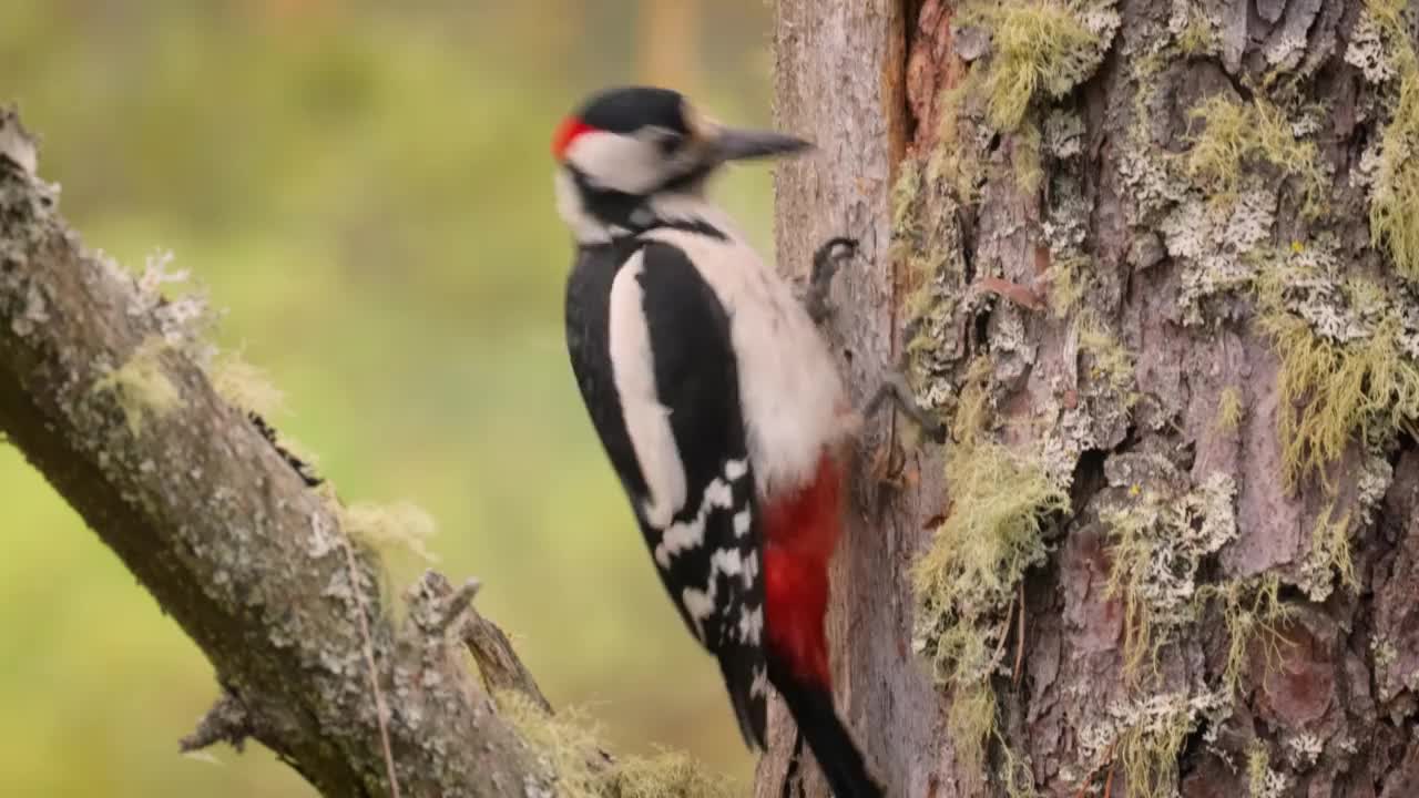 伟大的斑点啄木鸟在树上寻找食物。大斑点啄木鸟(Dendrocopos major)是一种中等大小的啄木鸟，有黑白相间的羽毛，腹部下部有一块红色的斑块视频素材