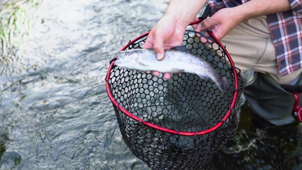 一个人把刚从河里钓上来的鱼放进渔网里。飞蝇钓视频素材