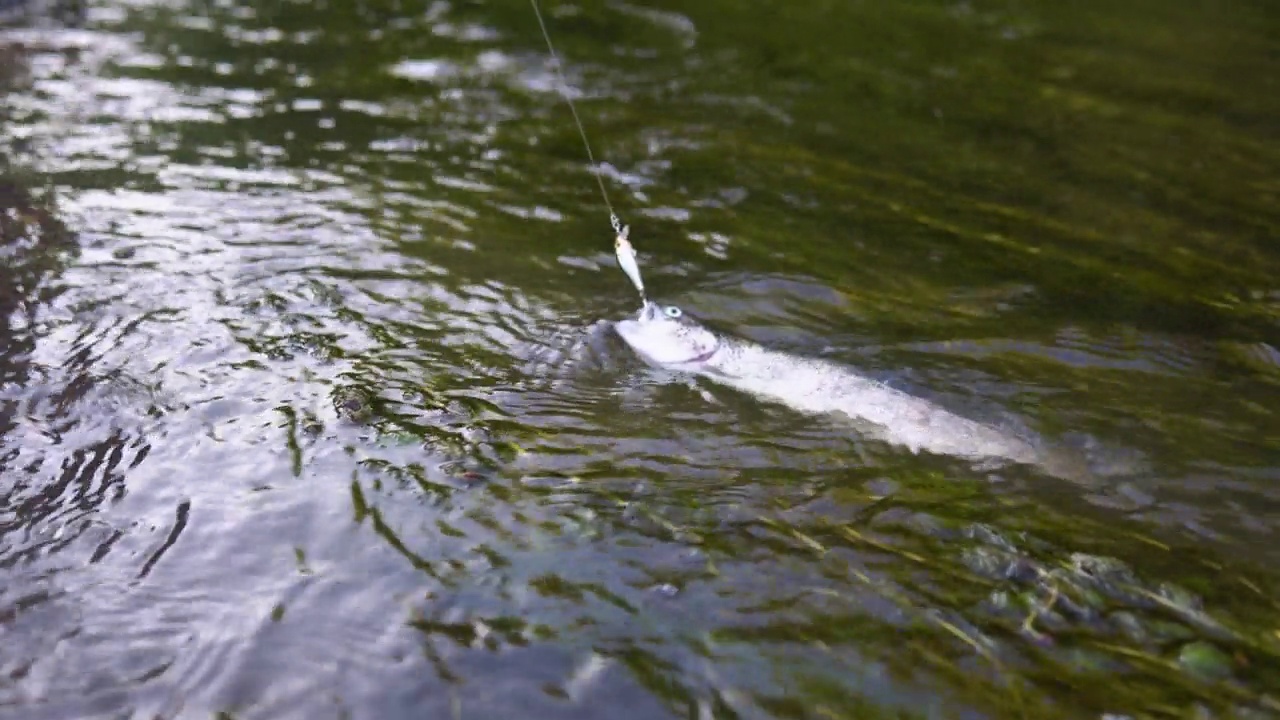 钓鳟鱼。在河上钓鱼。美丽的钓鱼为强壮的鱼视频素材