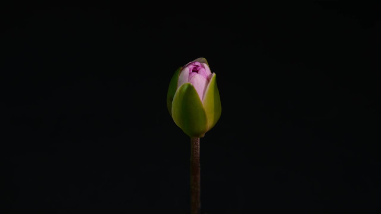 粉红色睡莲在黑色背景上盛开的特写视频下载